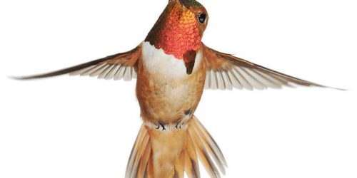 hummingbird-allens-selasphorus-sasin-anand-varma