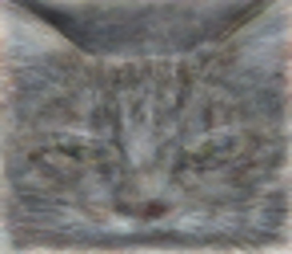 CatDetection_resized